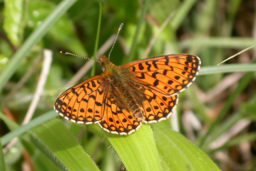 Small Pearl-bordered Fritillary ©Mark Pollitt