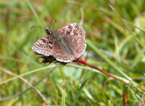 Dingy Skipper ©Mark Pollitt