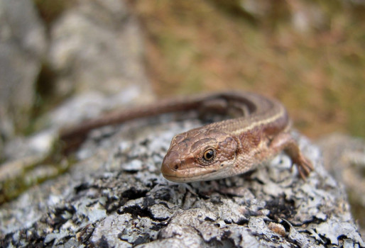 Common Lizard ©Nic Coombey