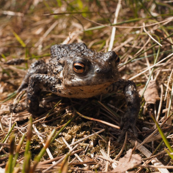 Common Toad © Mark Pollitt