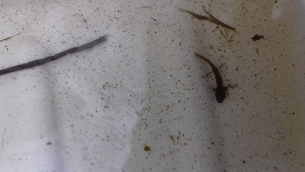 Overwintering newt larvae ©SWSEIC