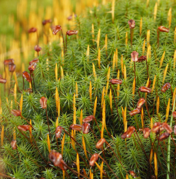 Polytrichum moss, Waterhead Forest ©Mark Pollitt