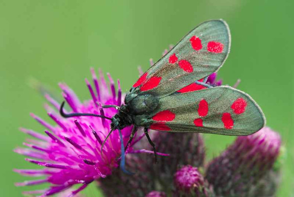 Six-spot Burnet Moth <em>Zygaena filipendulae</em> ©Northeast Wildlife