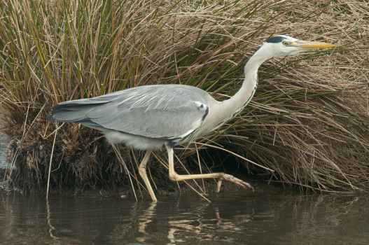 Grey Heron © Northeast Wildlife