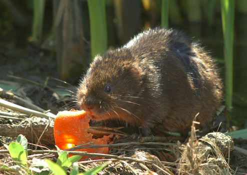 Watervole © Northeast Wildlife