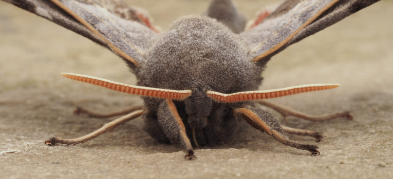 Poplar Hawkmoth ©Mark Pollitt