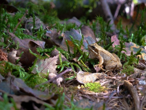 Common Frog ©SWSEIC