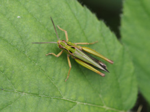 Common Green Grasshopper © Mark Pollitt