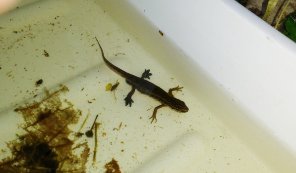 Male Palmate Newt ©SWSEIC