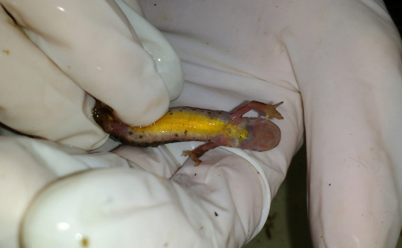 Female Palmate newt © SWSEIC