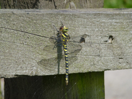 Golden-ringed Dragonfly ©SWSEIC