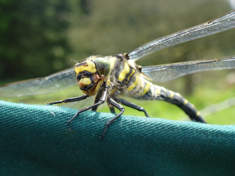 Golden-ringed Dragonfly ©SWSEIC