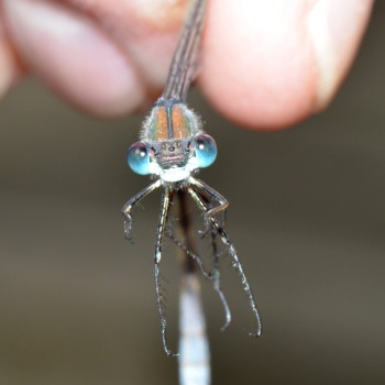 Emerald Damselfly in the hand