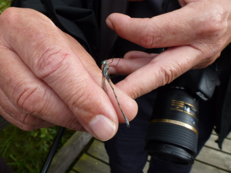 Examining a male Emerald Damselfly