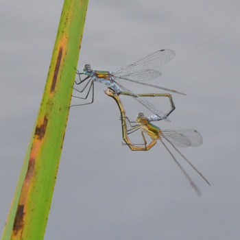 Mating Emerald Damselflies ©Jon Noad