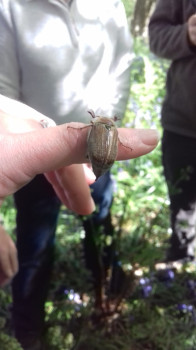 Cockchafer Beetle © SWSEIC