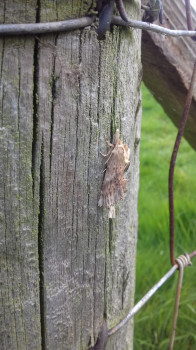 Moth ID Training Morning with Tom Vorsterman © SWSEIC