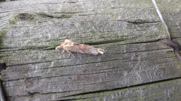 Pale Prominent © SWSEIC