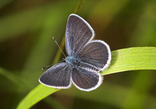 Small blue butterfly © Northeast Wildlife