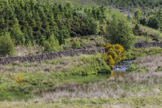 Feoch Meadows © Alan Pitkeathly