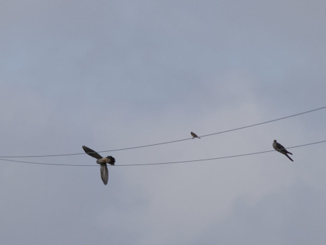 Cuckoos at Feoch Meadows © Alan Pitkeathly