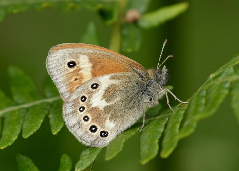 Large Heath © SWSEIC