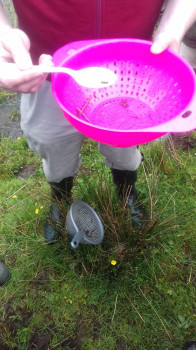 Highly advanced larvae catching equipment ©Aisling Gribbin/SWSEIC