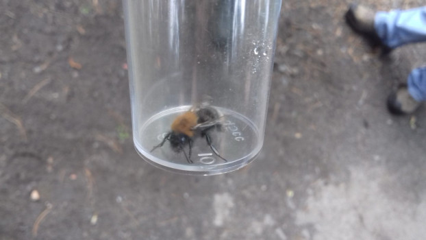 Tree Bumblebee © SWSEIC