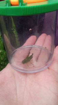 Common green grasshopper (Omocestus viridulus) ©SWSEIC