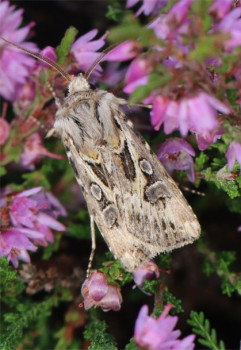 Archers Dart Moth © Iain Hamlin