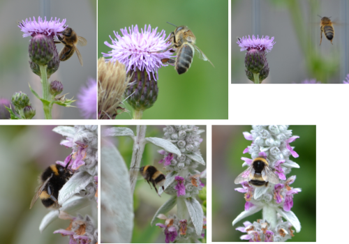 Bellleisle Bumblebee© Andrew Findlay