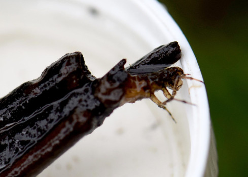 Caddis fly larvae © Anne Stobbs