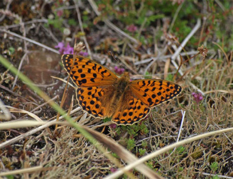 Dark green fritillary © Iain Hamlin