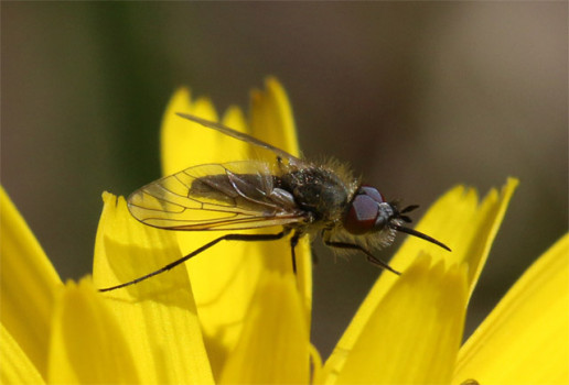 Flea Beefly © Iain Hamlin