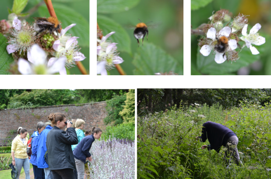 Bumblebee's at Belleisle © Andrew Findlay