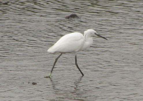 Little Egret Garnock estuary © Iain Hamlin/Stevenston Conservation