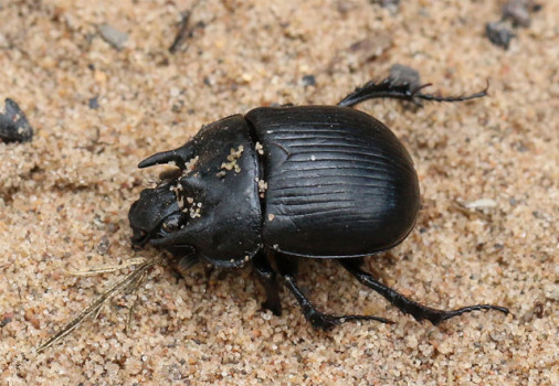 Minotaur Beetle © Iain Hamlin