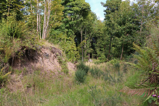 Sandy cliff in Black Powder Wood © Iain Hamlin