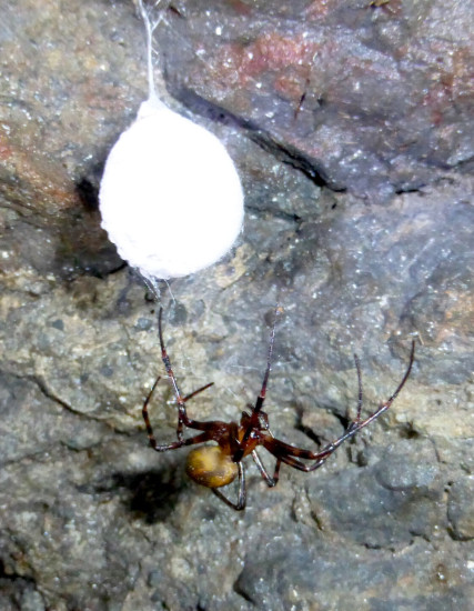Cave spider at Torrs Cave ©Nic Coombey