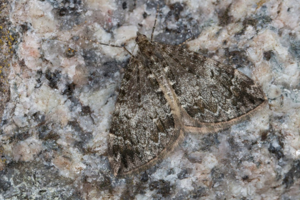 Common Marbled Carpet ©Mike Bolam