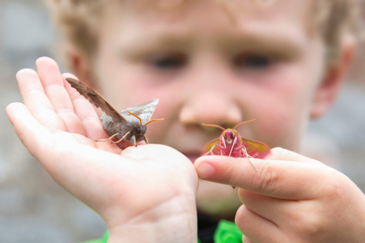 Looking at Moths ©Mike Bolam