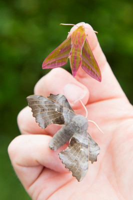 Hawk-moths ©Mike Bolam