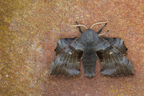 Poplar Hawk Moth ©Mike Bolam