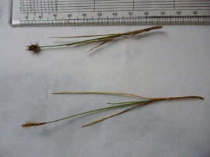 <em>Carex dioca</em> (male spike above, female below) ©David Hawker