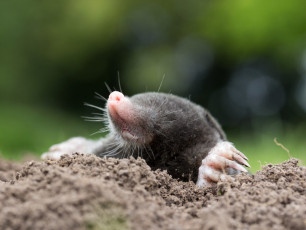 Mole peeking out of molehill.