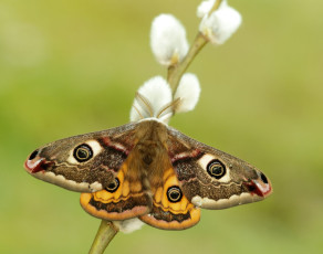 Emperor Moth Saturnia pavonia © Iain Leach