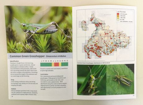 Grasshopper booklet - species account