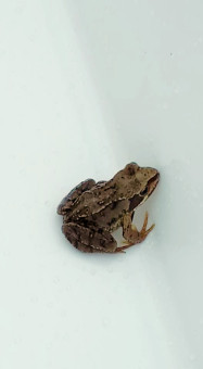 Common Frog ©Elouise Cartner