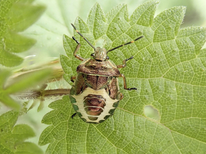 Bronze Shieldbug final instar nymph © Alison Robertson