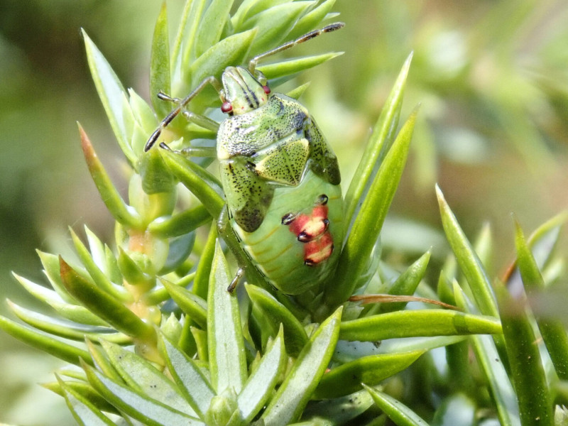 Juniper Shieldbug nymph © Alison Robertson